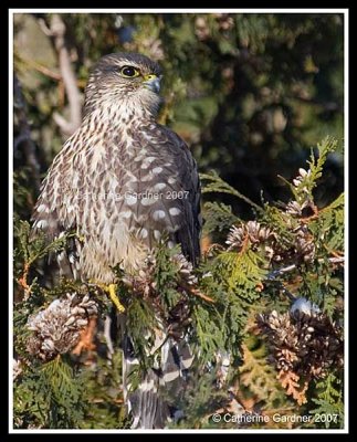 Merlin