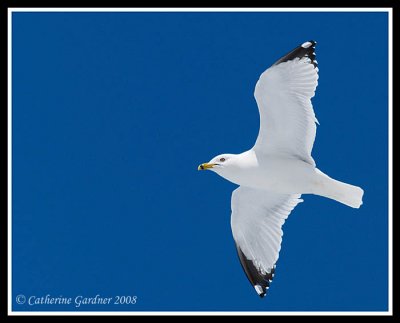 Gull