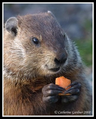 Groundhog Charlie With His Treat Of The Day