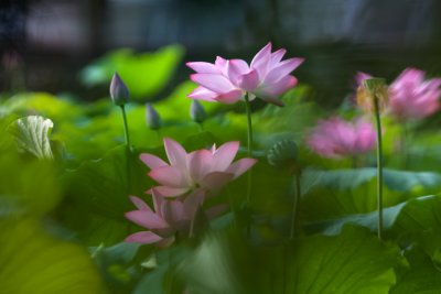 _MG_6731_1