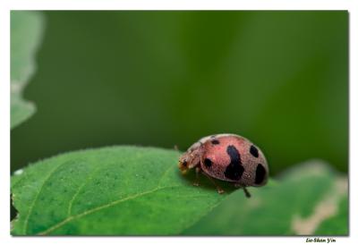 CRW_6575
