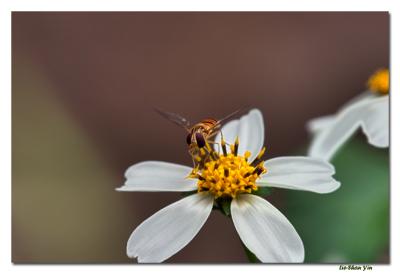 CRW_6602