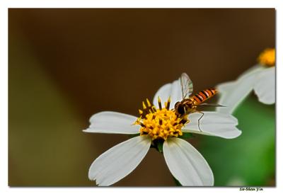 CRW_6603