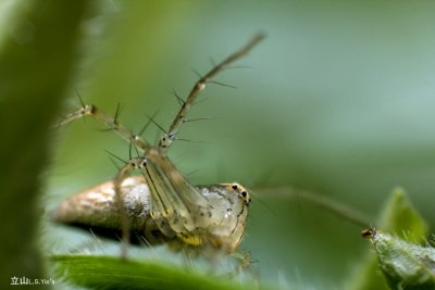 IMG_6531