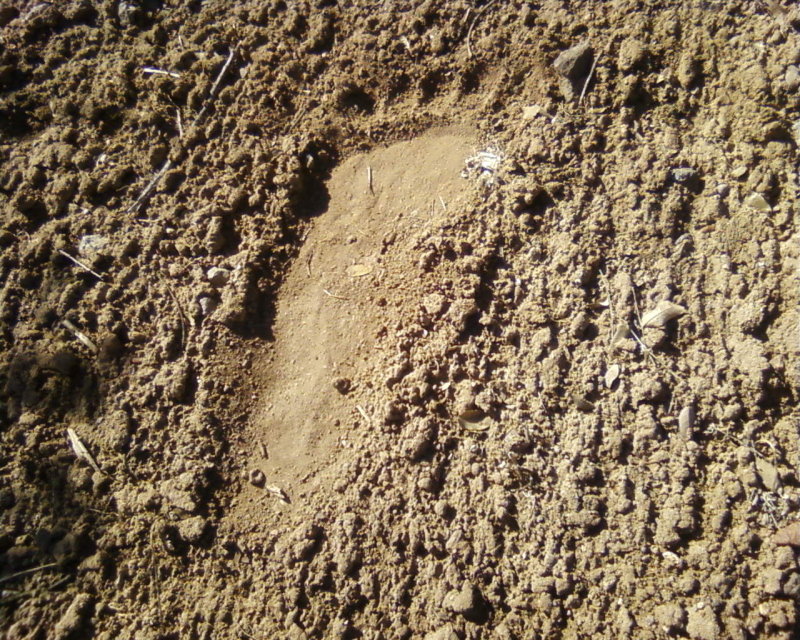 bigfoot1.jpg