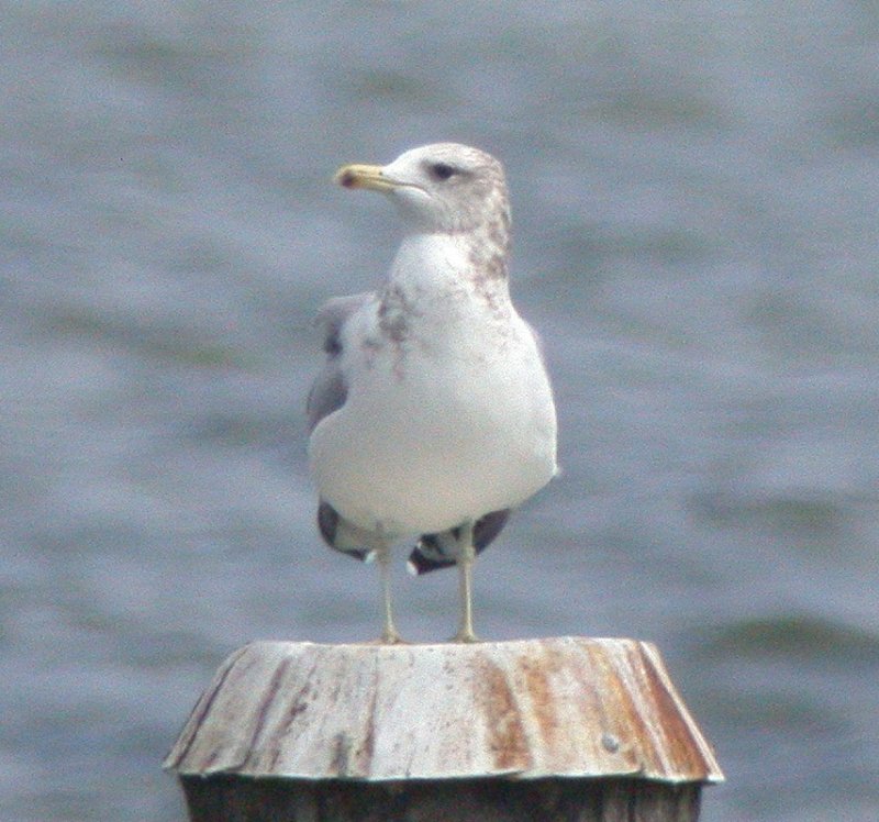 adult California Gull