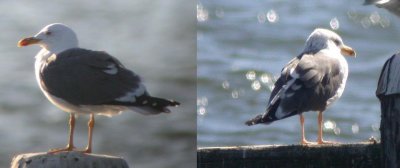 Lesser Black-backed Gull (x2)