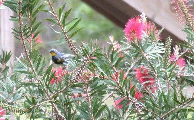 Audubon's (Yellow-rumped) Warbler