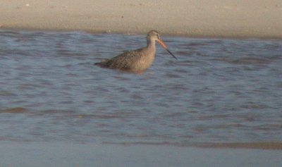 Marbled Godwit