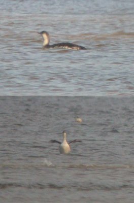 Red-throated Loon