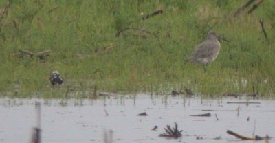 Ruddy Turnstone & Willet