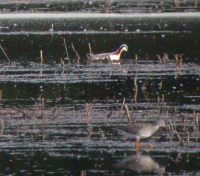 Wilson's Phalarope