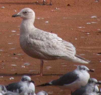 Iceland (Kumlien's) Gull