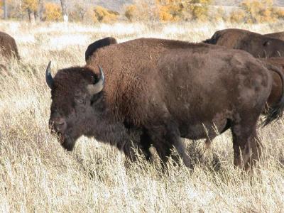 'Ole Buff, Antelope Flats