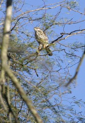 Gray Hawk (imm), Bentsen SP