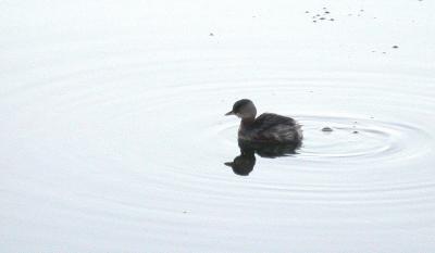 Least Grebe, Bentsen SP