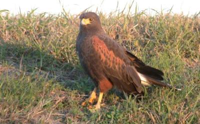 Harris's Hawk, Harlingen