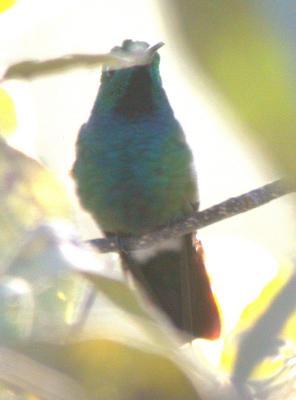 Green-breasted Mango, McAllen