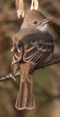 Ash-throated Flycatcher