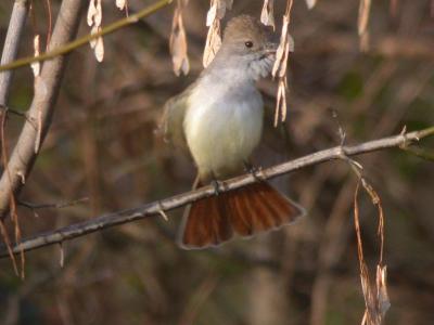 Ash-throated Flycatcher