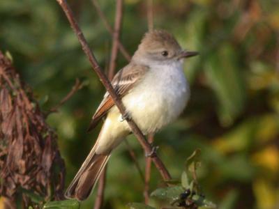 Ash-throated Flycatcher
