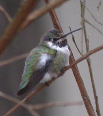 Costa's Hummingbird, 1-6-06, Montgomery
