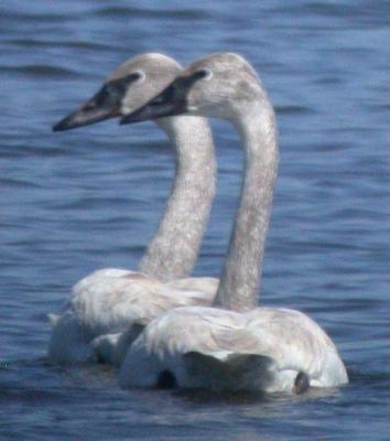 Trumpeter Swan, 3-4-06, Marvyn