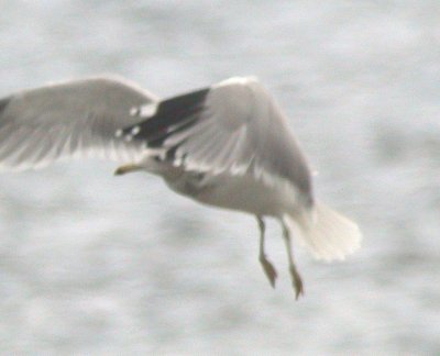 adult California Gull taking off