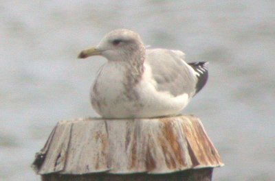 adult California Gull