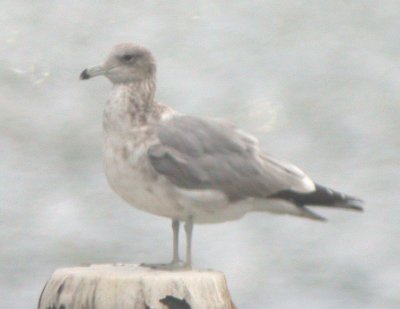 California Gull (3rd cycle)