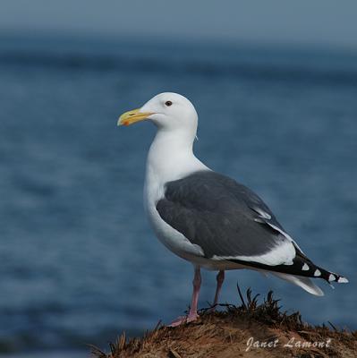 GullMarch 17