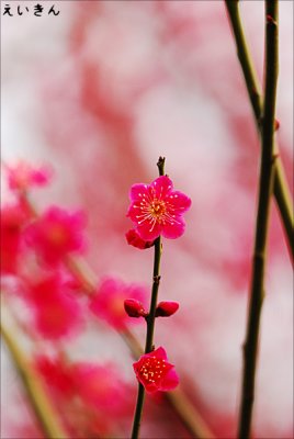 plum_blossom_03_02.jpg