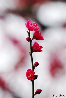 plum_blossom_03_05.jpg