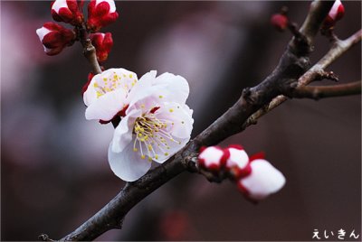 plum_blossom_03_08.jpg