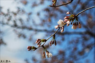 Sakura 2009