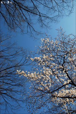 sakura010.jpg