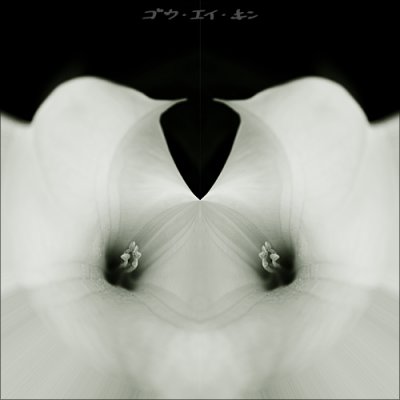 Datura metel