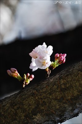 spring_sakura_02.jpg