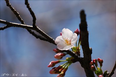 spring_sakura_04.jpg