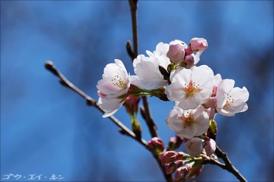 spring_sakura_05.jpg