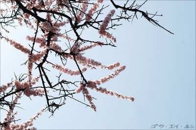 spring_plum_01.jpg