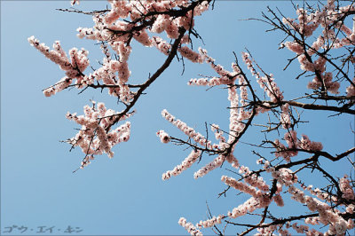 spring_plum_02.jpg