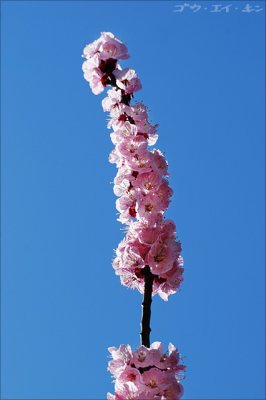 spring_plum_03.jpg