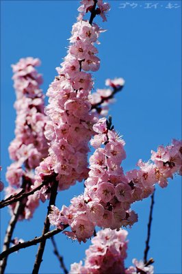 spring_plum_04.jpg