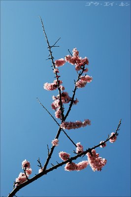spring_plum_05.jpg