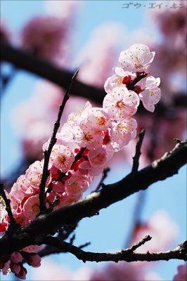 spring_plum_06.jpg