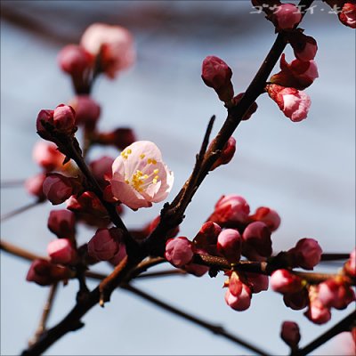 spring_plum_07.jpg