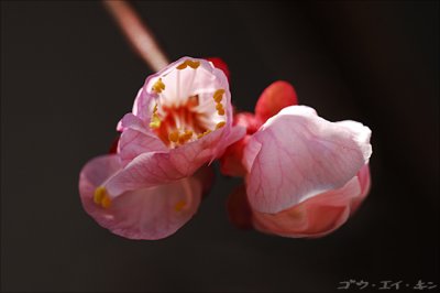 spring_plum_08.jpg