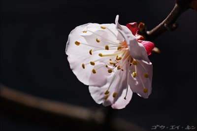 spring_plum_10.jpg