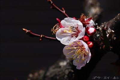 spring_plum_11.jpg